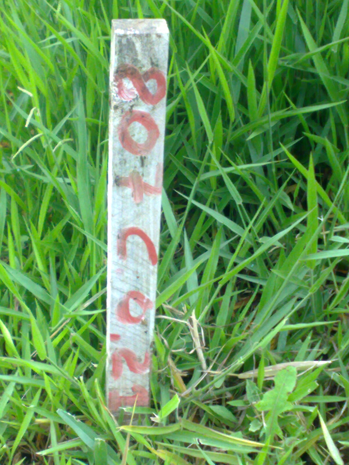 Supervisão técnica — Dalcon, Tibagi/PR